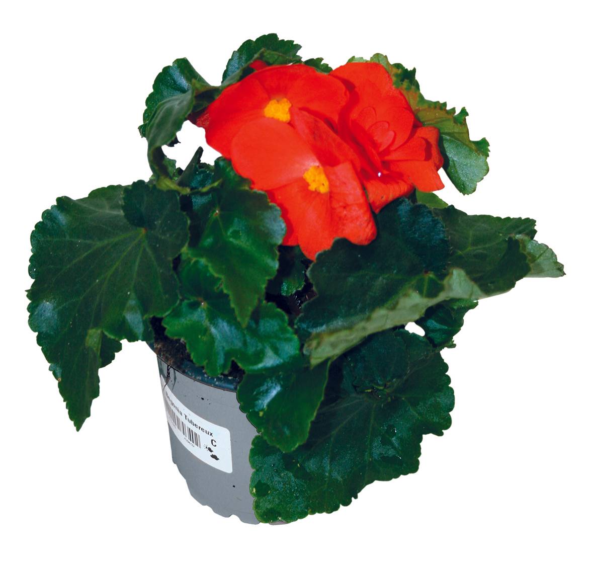 Bégonia tubéreux pot 10,5 cm - Image 1