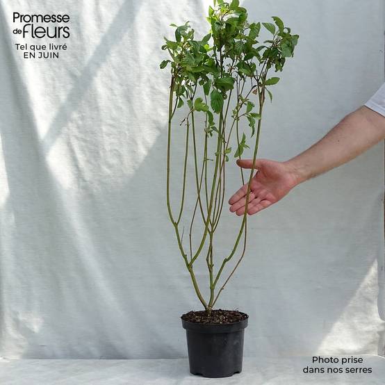 Promesse de Fleurs - Cornus alba - Cornouiller blanc Pot de 2L/3L - Image 2