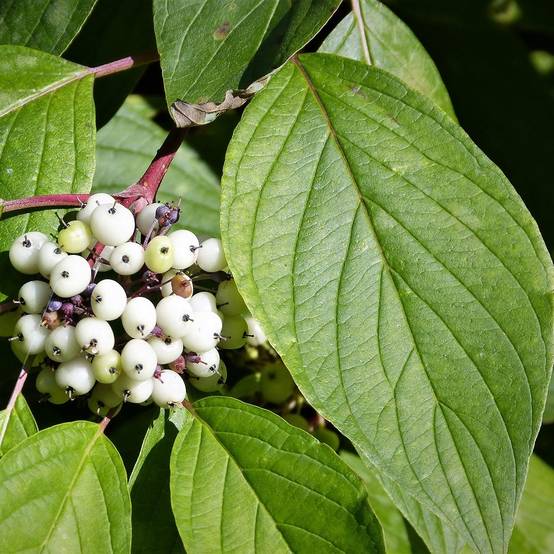 Promesse de Fleurs - Cornus alba - Cornouiller blanc Pot de 2L/3L - Image 1