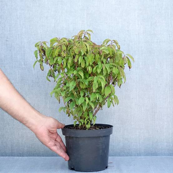 Promesse de Fleurs - Cornus sericea Kelseyi - Cornouiller stolonifère Pot de 3L/4L - Image 2