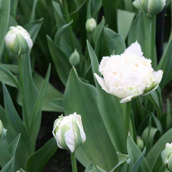 Promesse de Fleurs - Tulipe dentelée double Snow Crystal Bulbe calibre 11+ (par 6)