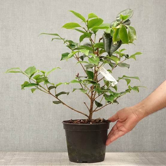 Camélia Midnight Variegated - Camellia japonica Pot de 4L/5L - Image 2