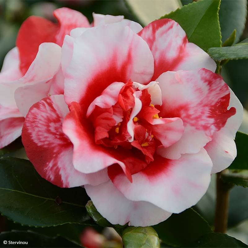 Camélia Midnight Variegated - Camellia japonica Pot de 4L/5L - Image 1