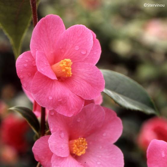 Promesse de Fleurs - Camélia champêtre - Camellia Crimson Candles Pot de 4L/5L