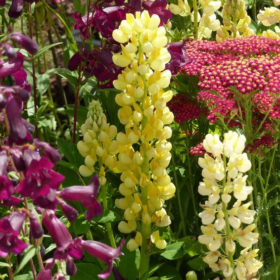 Lupin Gallery Yellow Godet de 8/9 cm