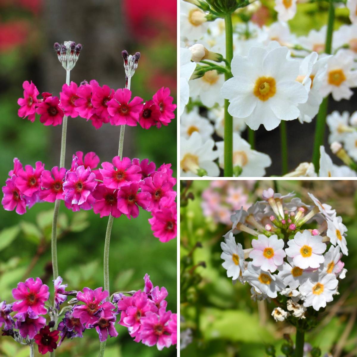 Promesse de Fleurs - Collection 6 Primevères Candélabres - Collection de 6 plantes