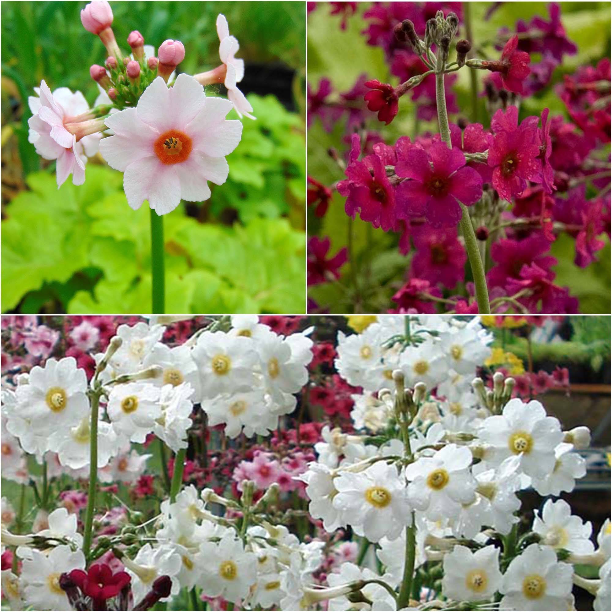 Promesse de Fleurs - Collection 6 Primevères Candélabres - Collection de 6 plantes