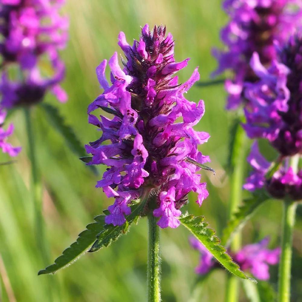 Epiaire officinale, Stachys à fleurs Rose - feuillage Persistant - Godet - 5/20 cm-  hauteur à maturité De 0,50 m à 1,00 m