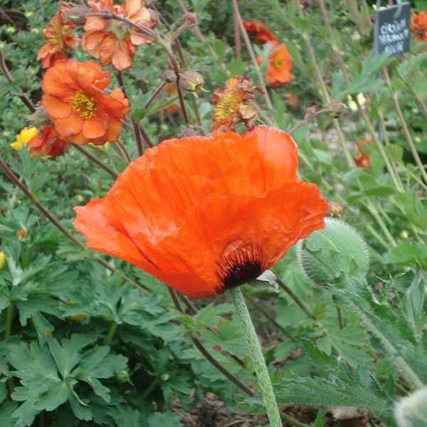 Pavot d'Orient Brilliant- Papaver orientale Godet de 7/8 cm