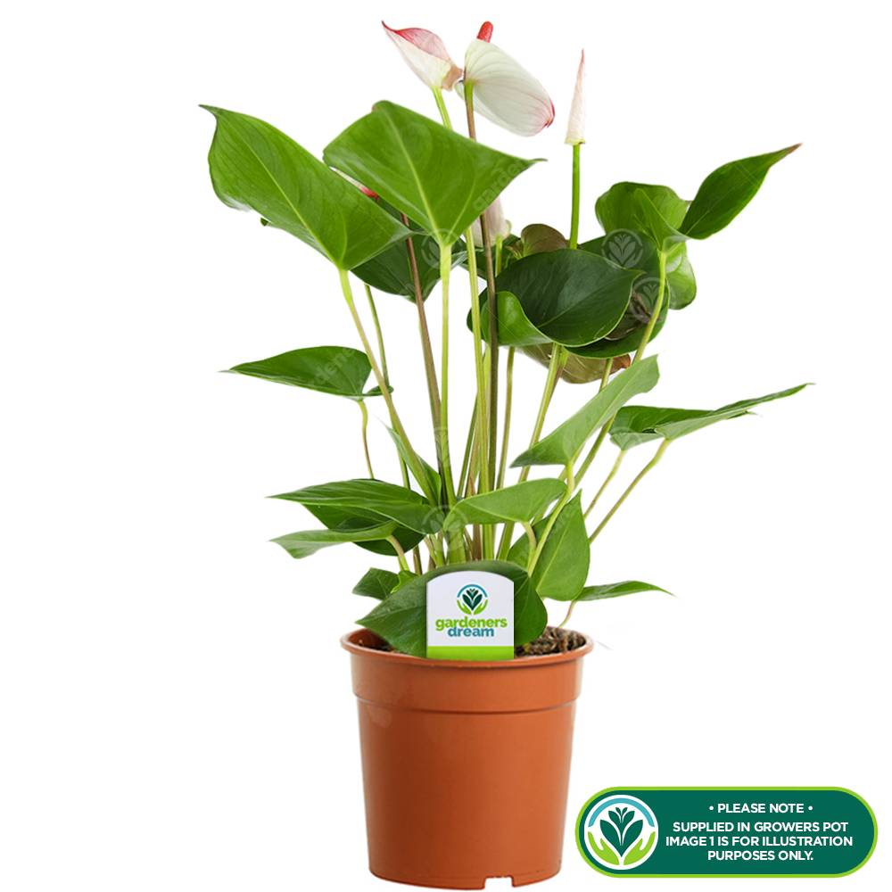 Gardenersdream - Anthurium Blanc Langue De Feu Plante D’Intérieur Décorative Colorée À Fleurs | En Pot 13 Cm - GardenersDream - Image 2