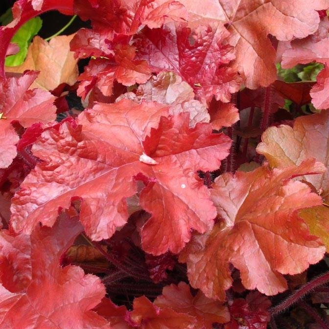 Promesse de Fleurs - Heuchère - Heuchera Coral Sea Godet de 8/9 cm