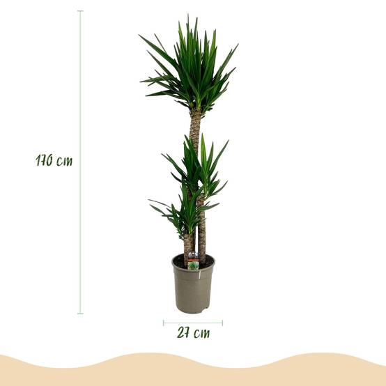 Yucca Elephantipes - D27 H170cm - Image 2