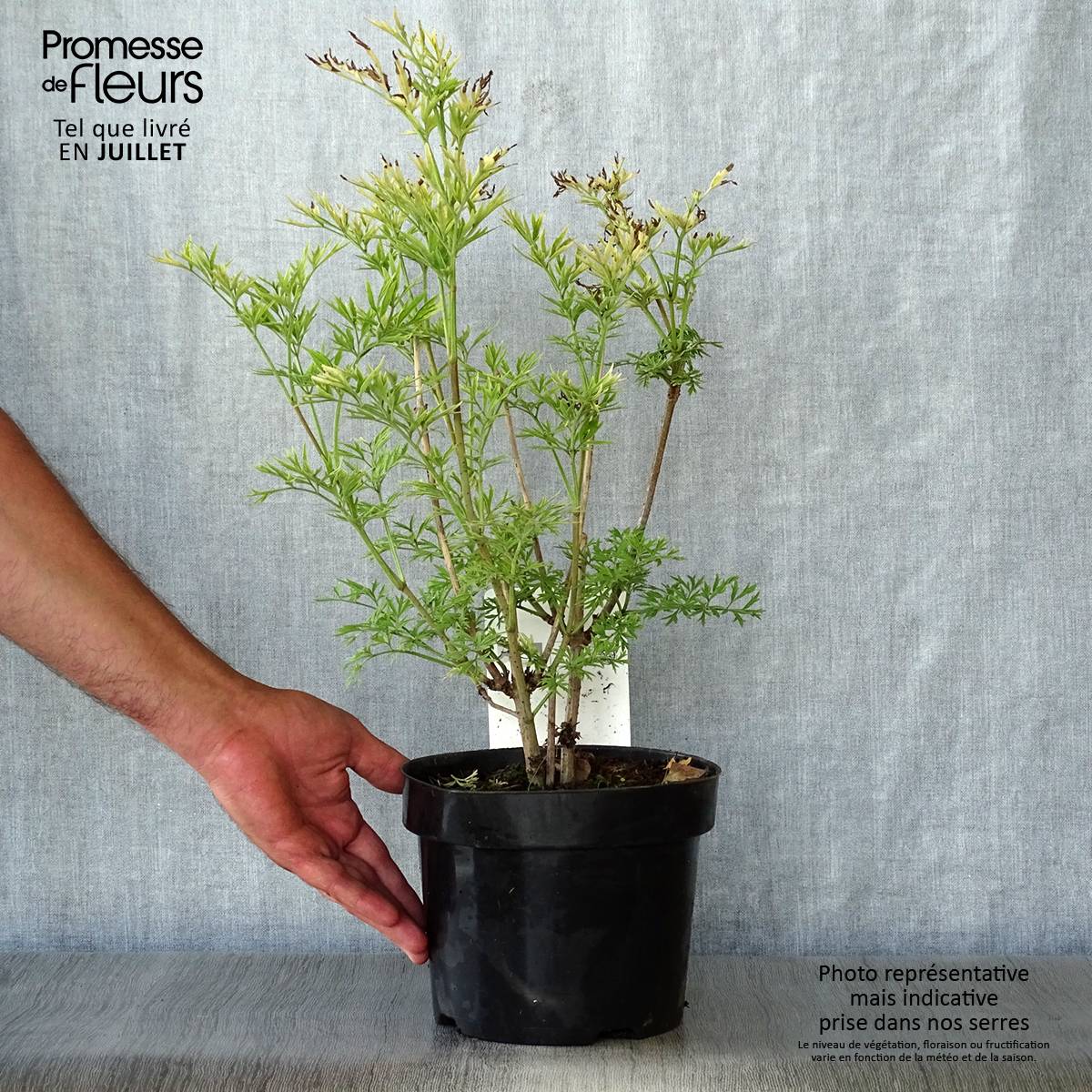 Sureau noir - Sambucus nigra Golden Tower Pot de 3L/4L - Image 2