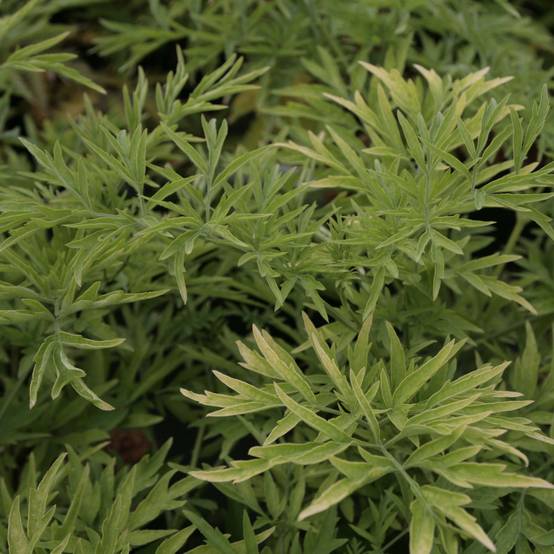 Sureau noir - Sambucus nigra Golden Tower Pot de 3L/4L - Image 1