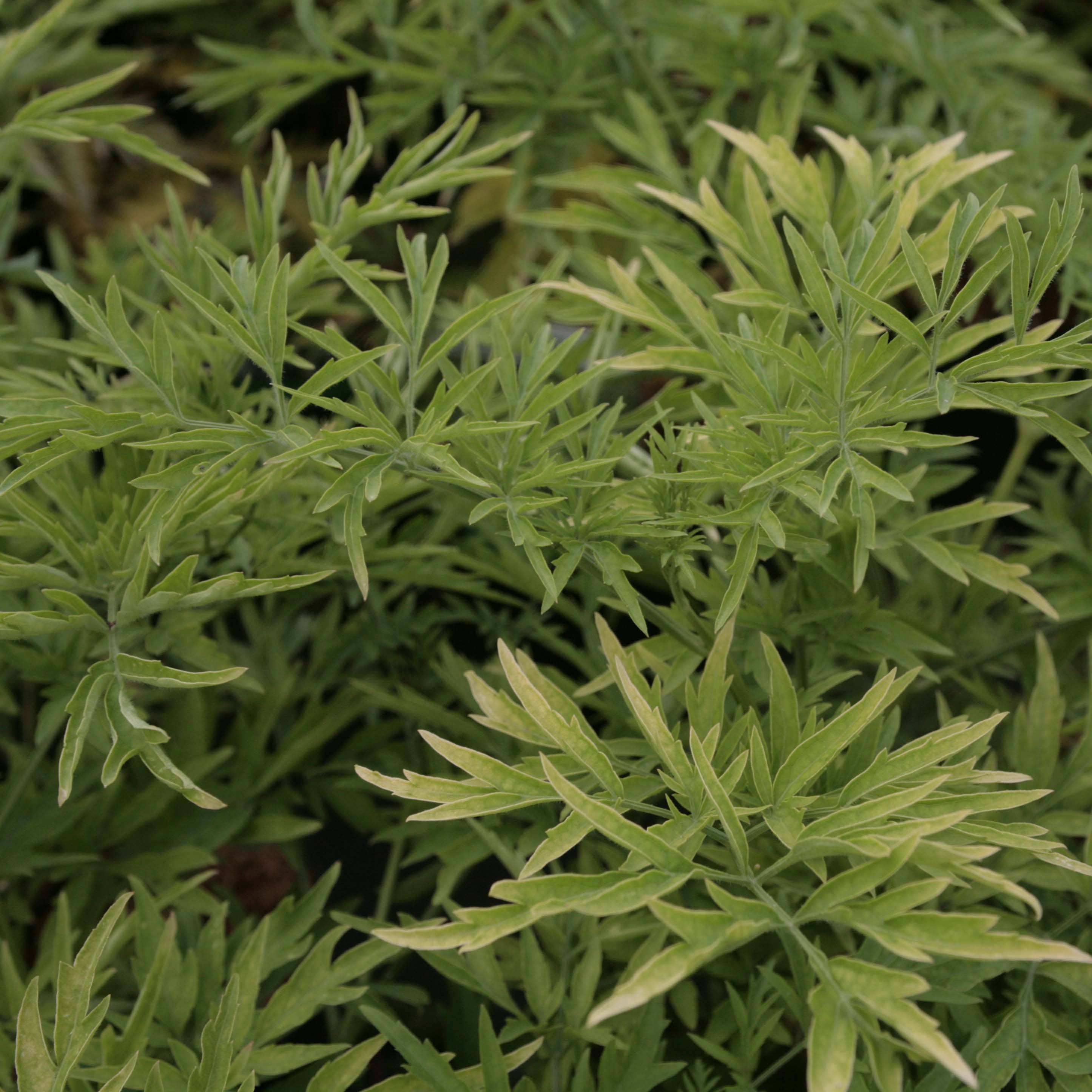 Sureau noir - Sambucus nigra Golden Tower Pot de 3L/4L - Image 1