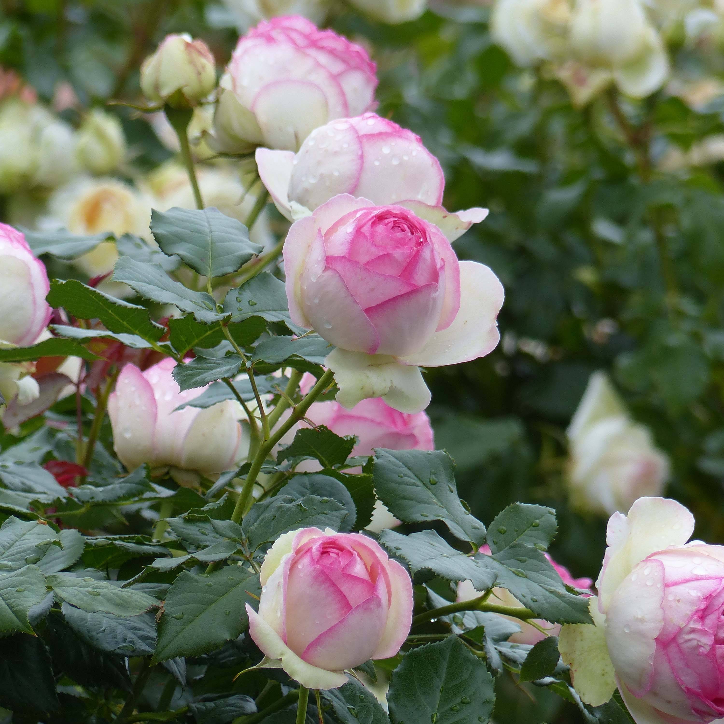 Rosier grimpant Pierre de Ronsard Racines nues en motte