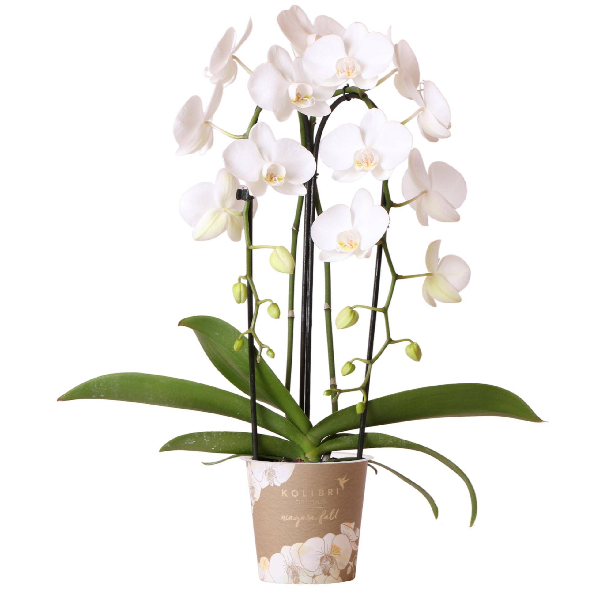 Orchidée Phalaenopsis 'Niagara Falls' blanche - Pot de 12cm - Sans cache-pot - Plantes d'intérieur - Image 1