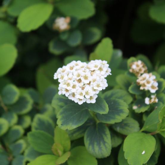 Spirée à feuilles de bouleau Tor - Spiraea betulifolia Godet de 8/9 cm - Image 1