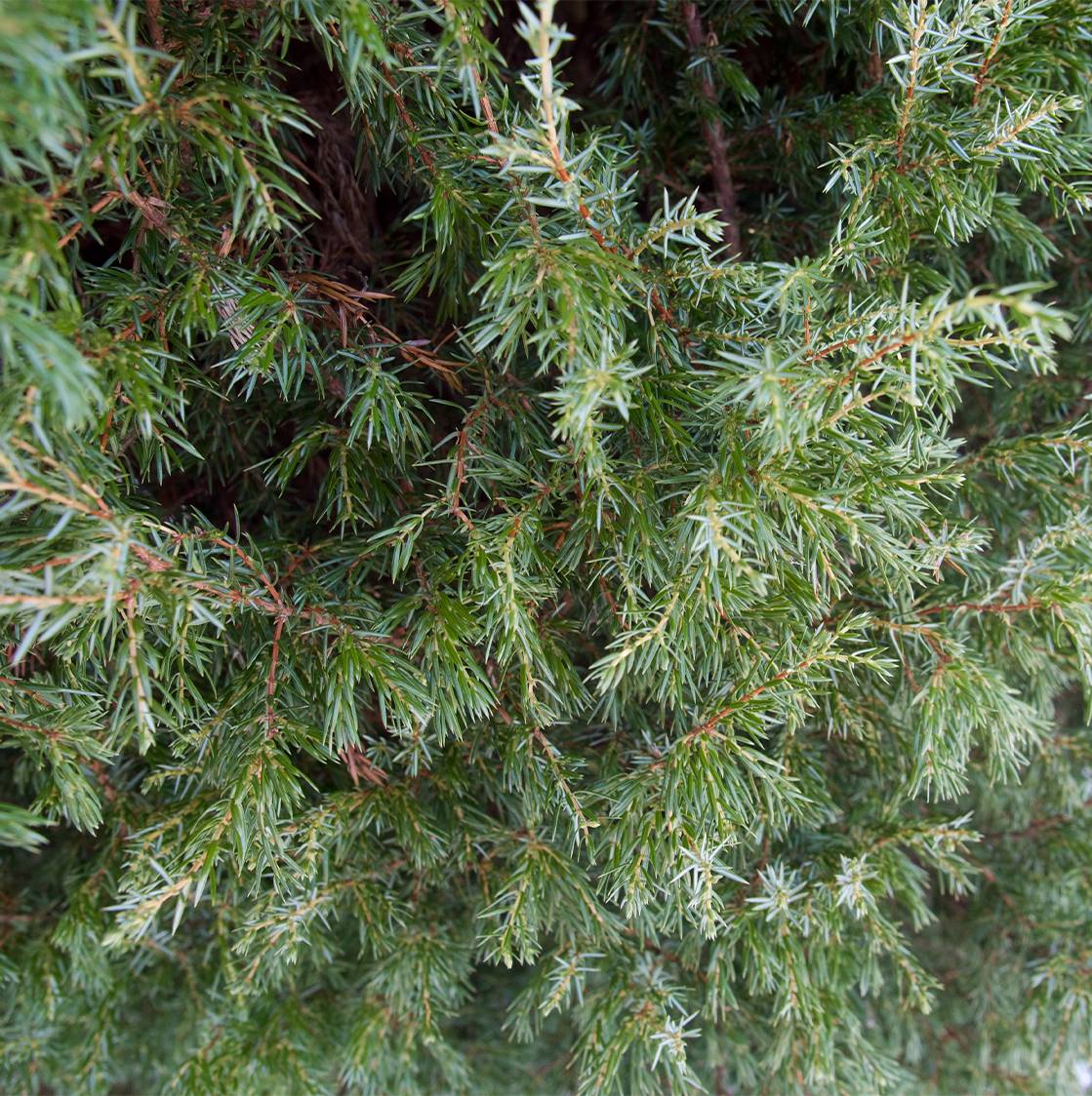 Genévrier de Suède - Juniperus communis Suecica Godet de 8/9 cm