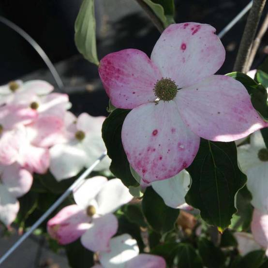 Promesse de Fleurs - Cornus kousa Teutonia Pot de 12L/15L