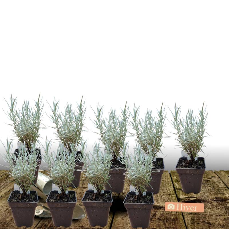 Immortelle d'Italie - Sans traitement à fleurs Jaune/ - feuillage Persistant - Lot de 9 godets - Image 4