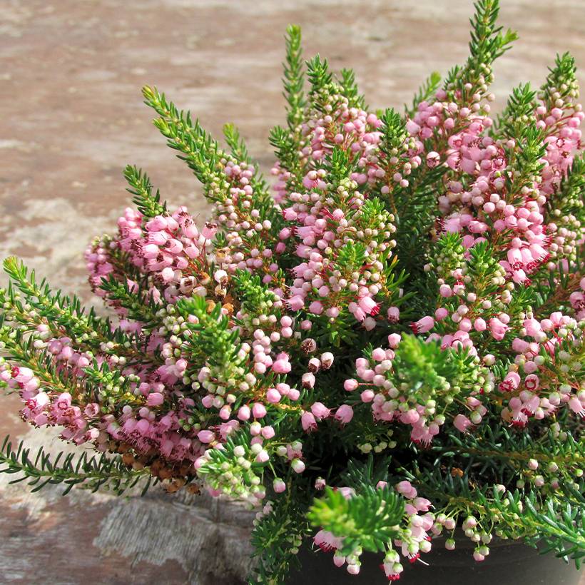 Promesse de Fleurs - Bruyère vagabonde - Erica vagans Pyrenees Pink Pot de 10 cm/11cm