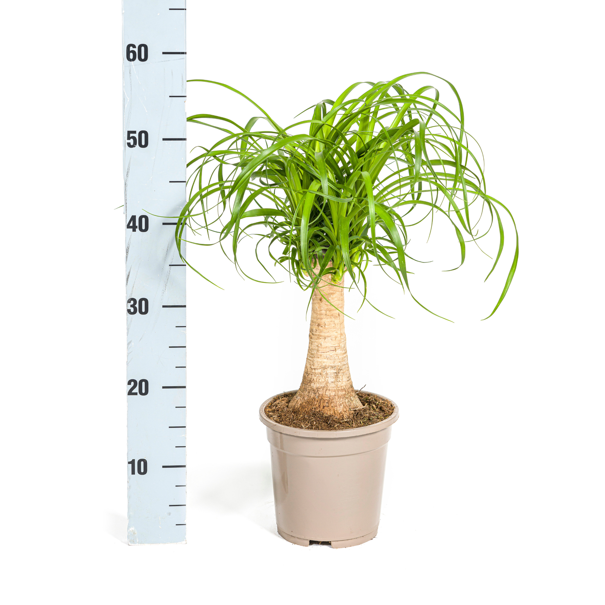 La Green Touch - Beaucarnea Recurvata Tige - D21 H60cm - Image 7
