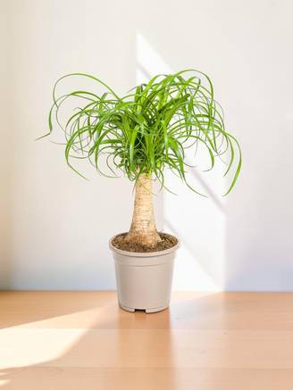 Beaucarnea Recurvata Tige - D21 H60cm