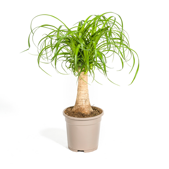 Beaucarnea Recurvata Tige - D21 H60cm - Image 2