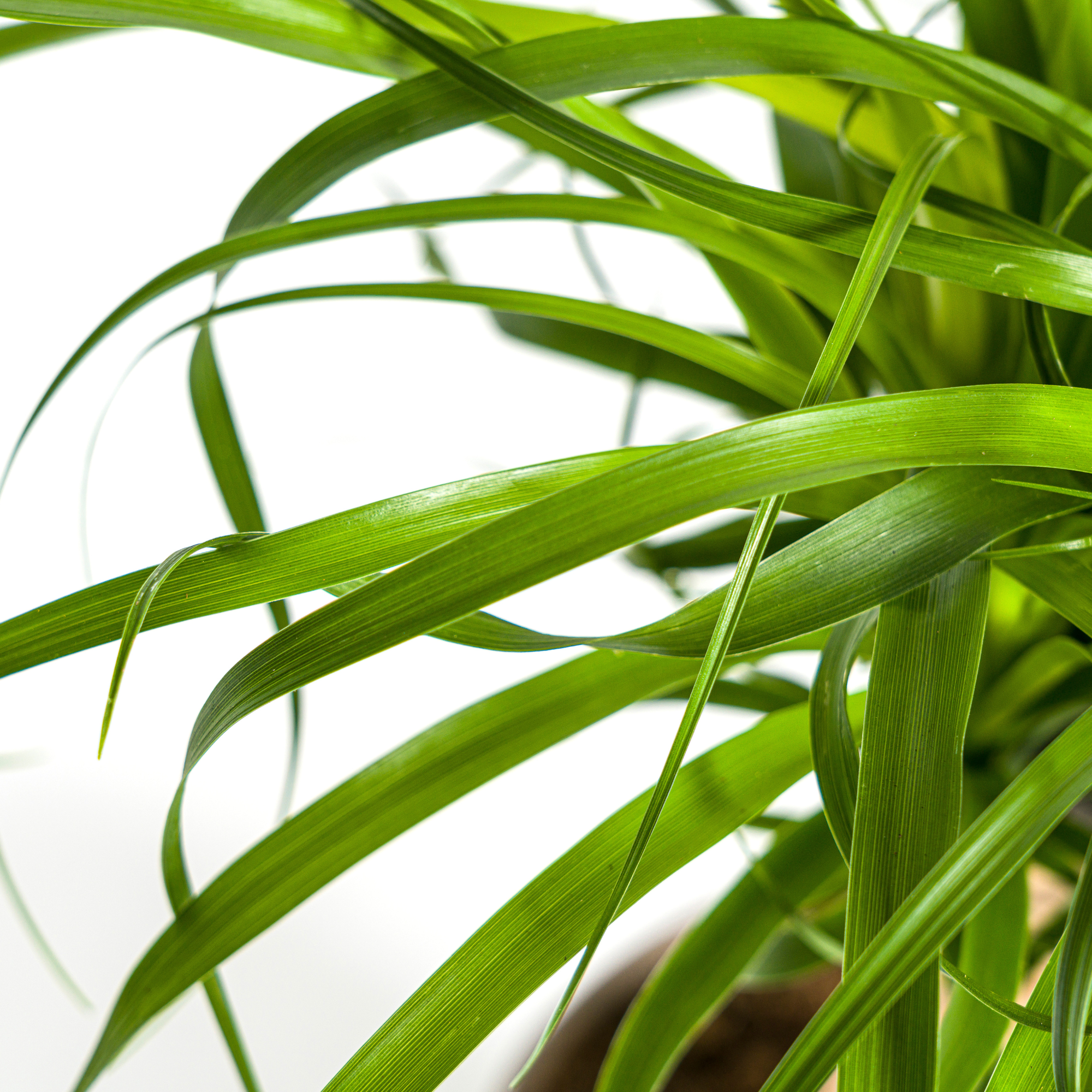 La Green Touch - Beaucarnea Recurvata Tige - D21 H60cm - Image 6