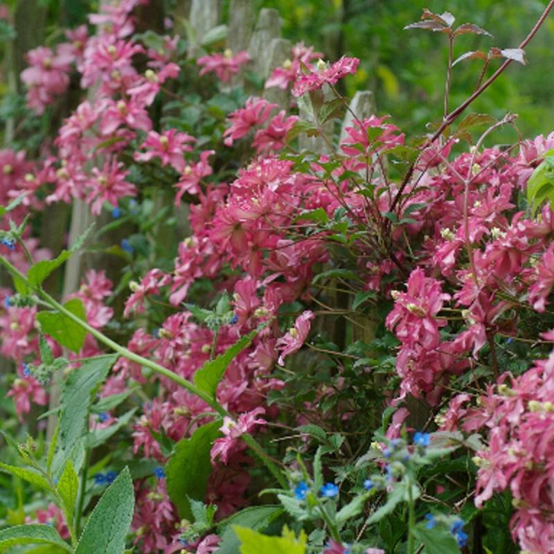 Clématite montana Broughton Star à fleurs Rose - feuillage Caduc - Godet - 5/20 cm-  hauteur à maturité De 5,00 m à 10,00 m - Image 6