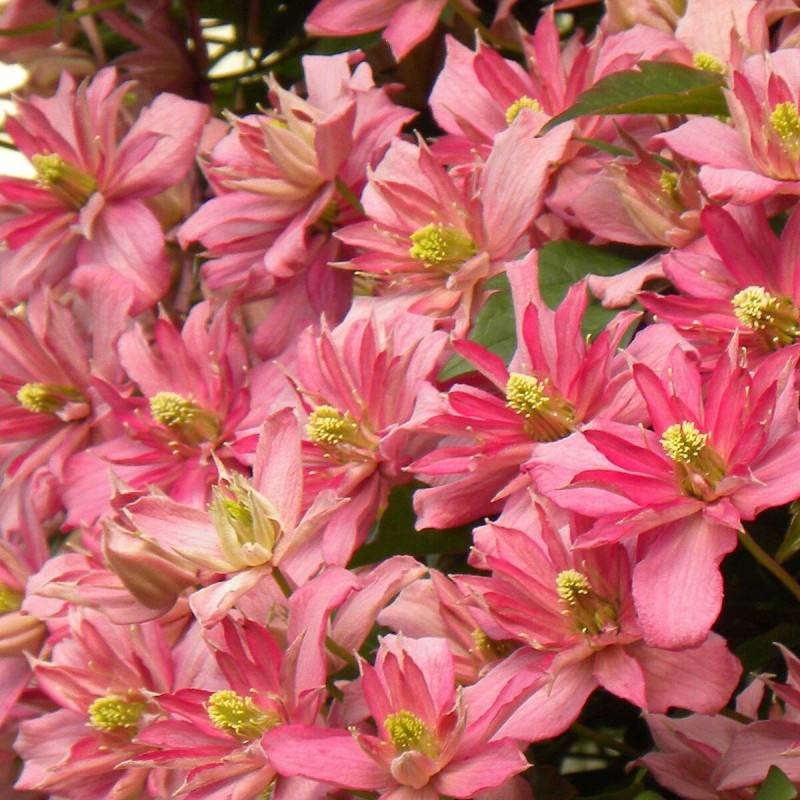 Clématite montana Broughton Star à fleurs Rose - feuillage Caduc - Godet - 5/20 cm-  hauteur à maturité De 5,00 m à 10,00 m - Image 4