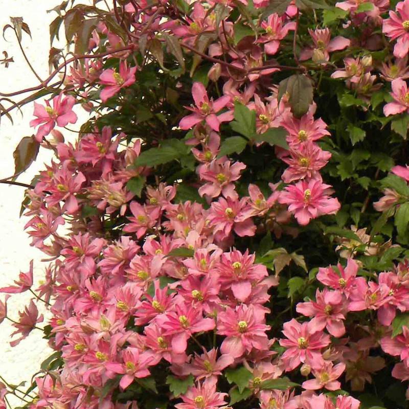 Clématite montana Broughton Star à fleurs Rose - feuillage Caduc - Godet - 5/20 cm-  hauteur à maturité De 5,00 m à 10,00 m - Image 8