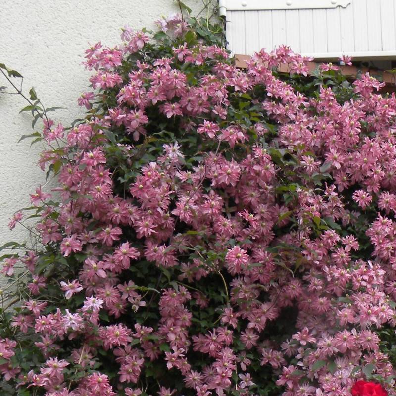 Clématite montana Broughton Star à fleurs Rose - feuillage Caduc - Godet - 5/20 cm-  hauteur à maturité De 5,00 m à 10,00 m - Image 7