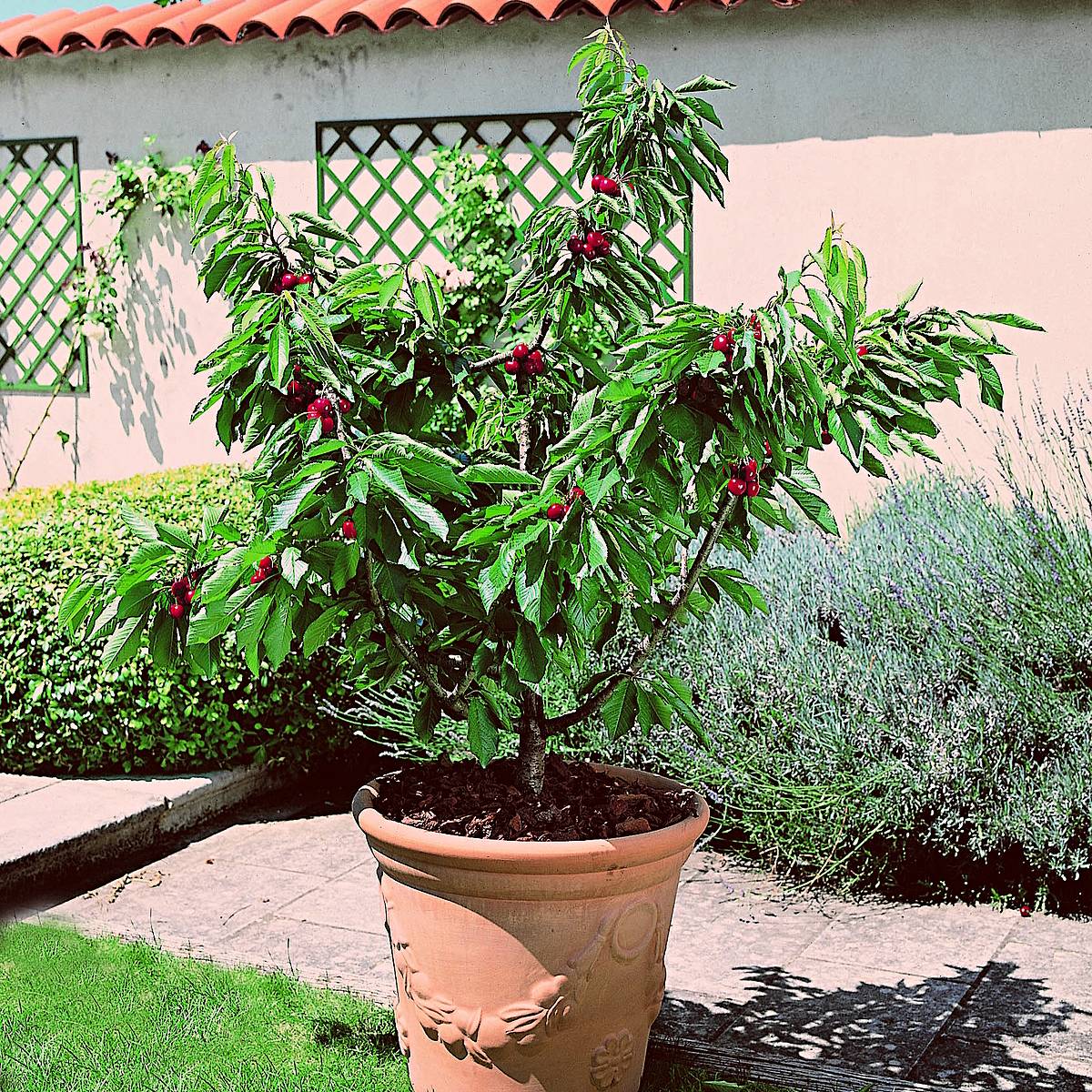 Cerisier nain Garden Bing Pot de 6L/7L, 1/4 de tige, Tige de 40 cm