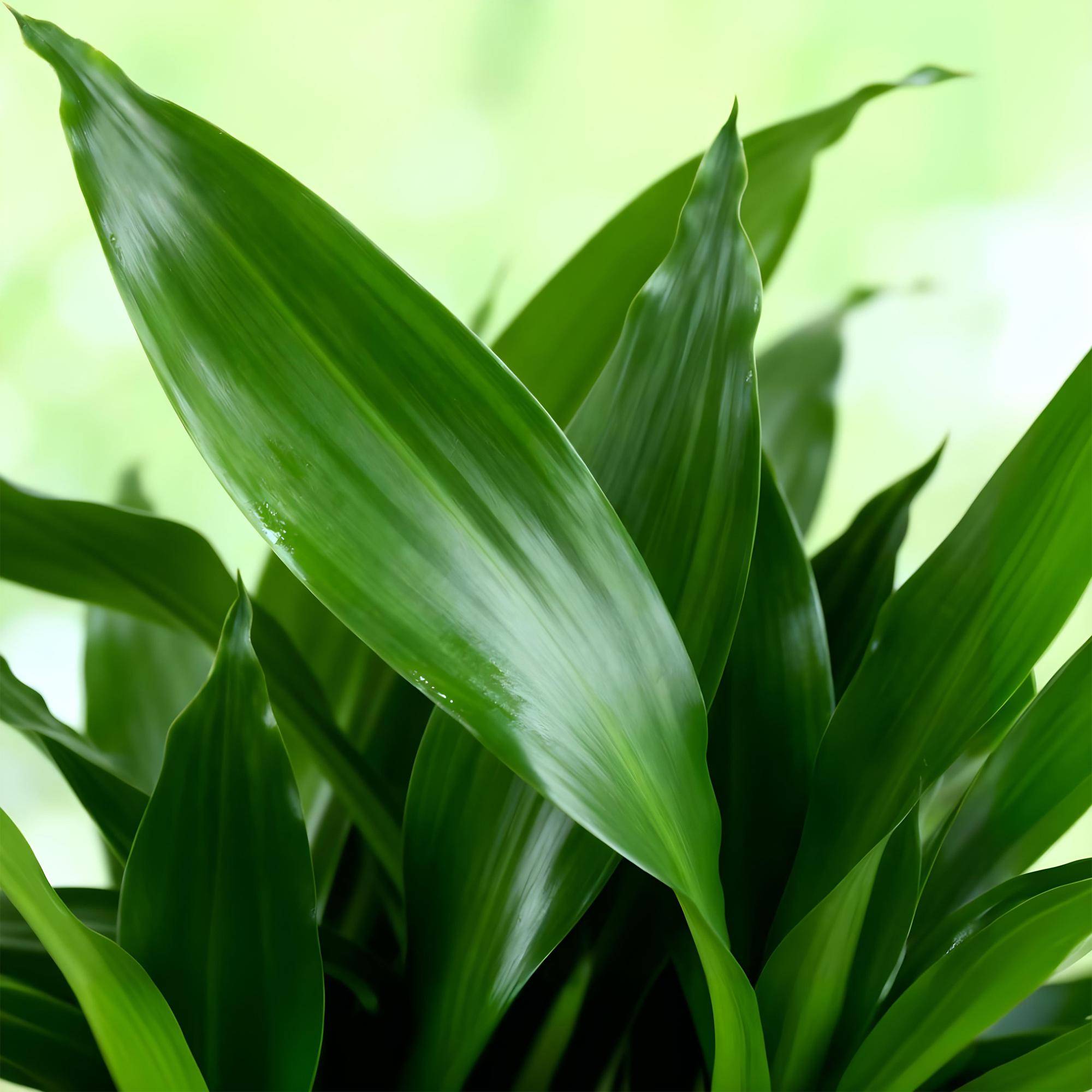Dracaena Fragrans Steudneri - D17 H55cm - Image 5