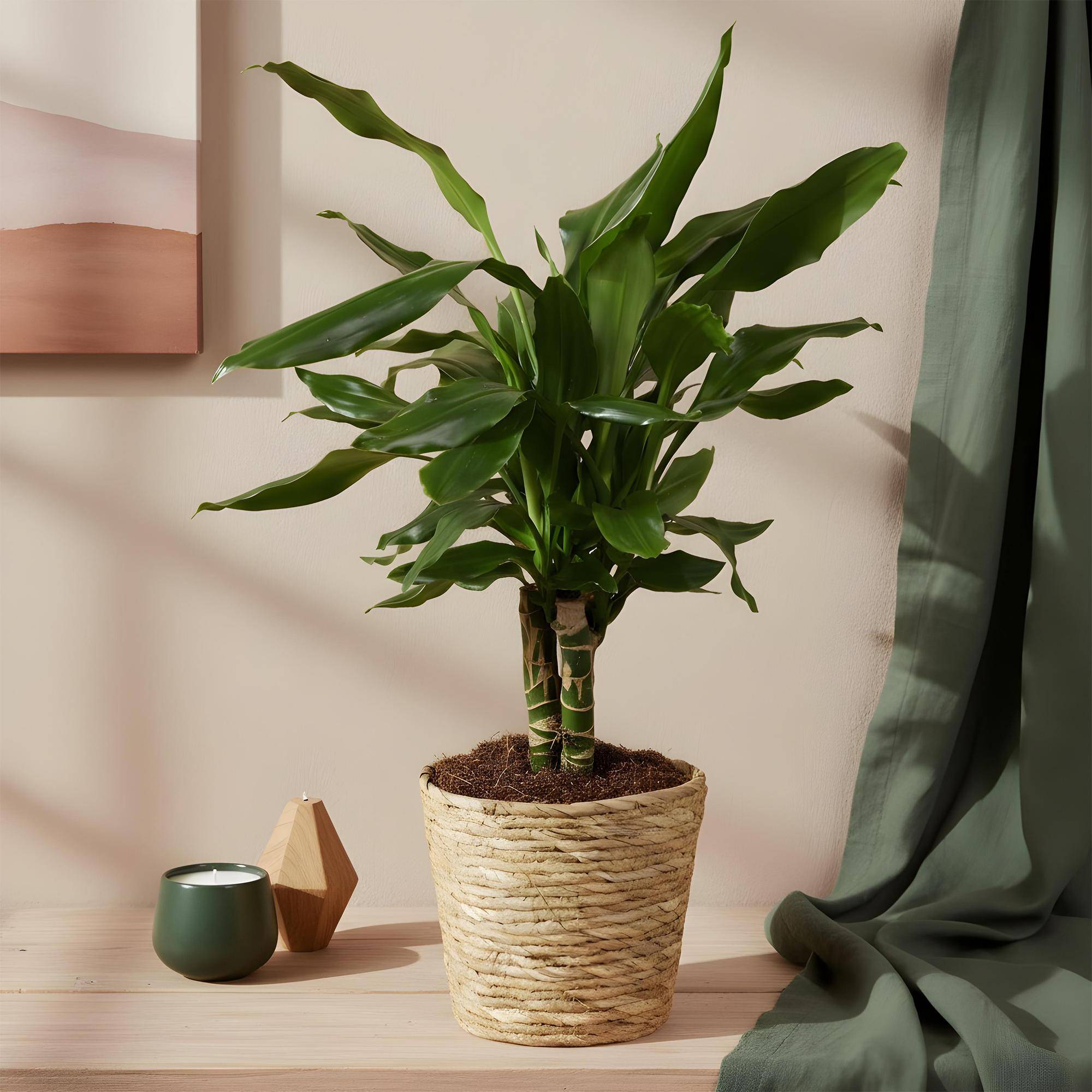 Dracaena Fragrans Steudneri - D17 H55cm - Gamm vert