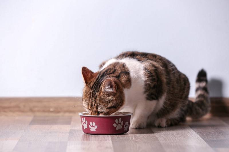 Almo Nature - Almo Nature - Croquettes Holistic Maintenance au Poisson pour Chat - Image 2