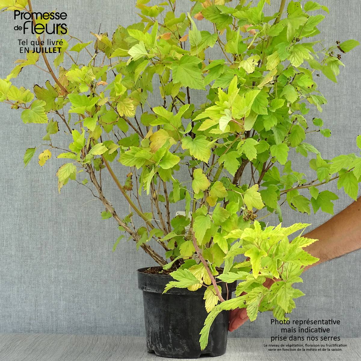 Physocarpus Dart s Gold - Physocarpe Pot de 3L/4L - Image 2