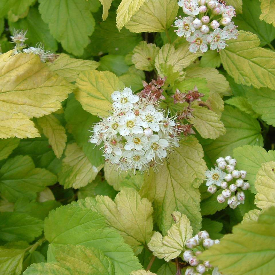 Physocarpus Dart s Gold - Physocarpe Pot de 3L/4L - Image 1