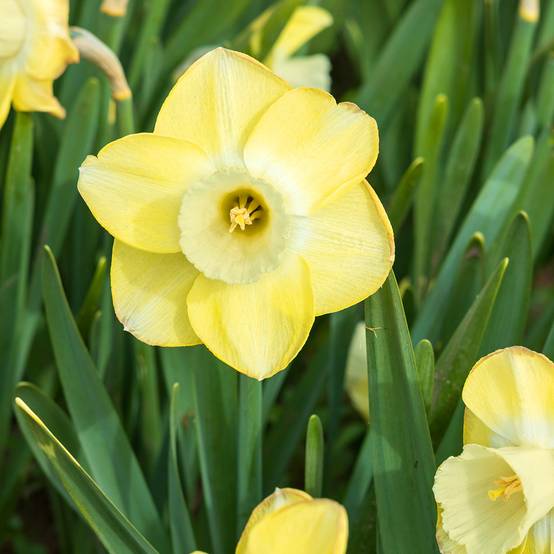 Promesse de Fleurs - Narcisse Sabatini Bulbe calibre 12/14 (par 5)