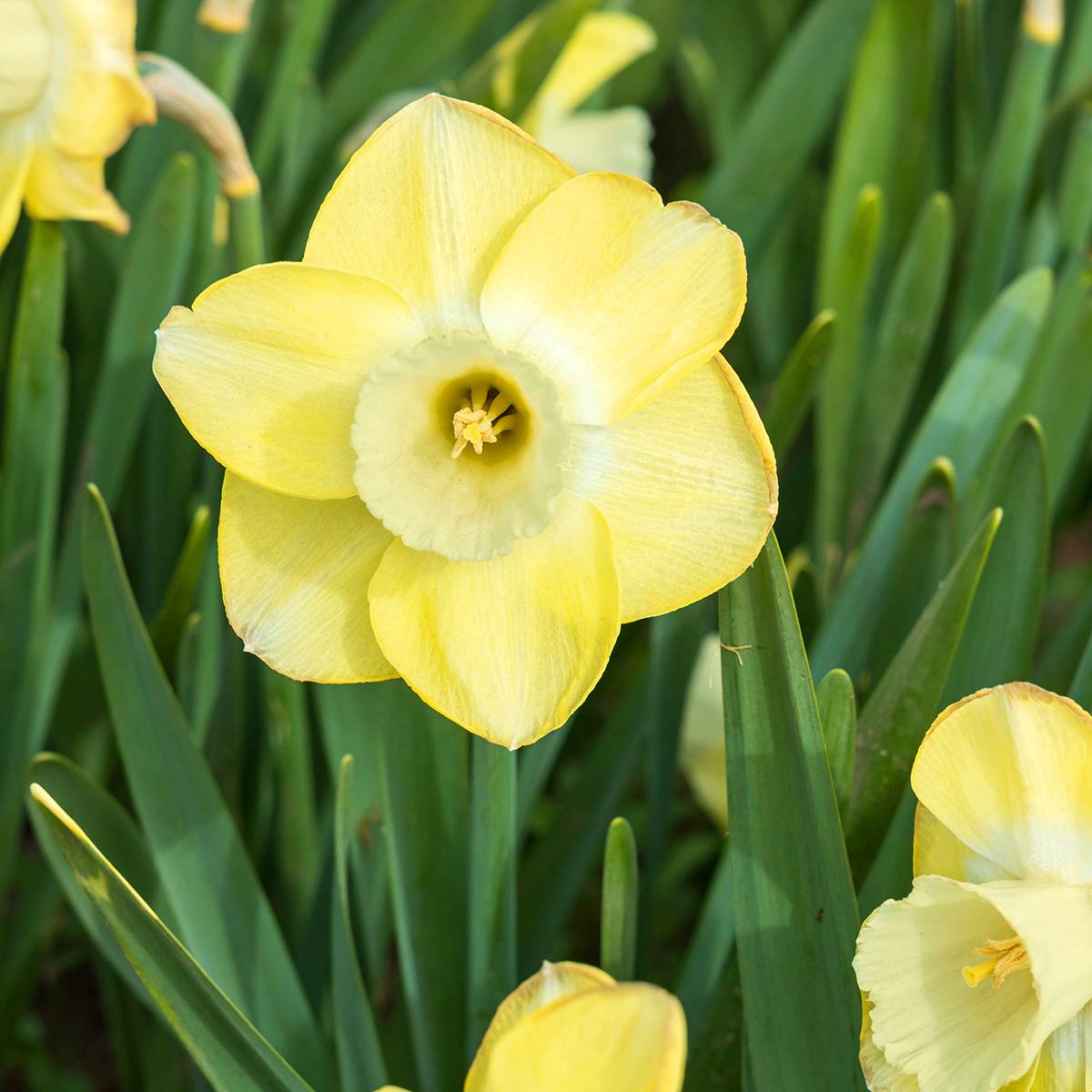 Promesse de Fleurs - Narcisse Sabatini Bulbe calibre 12/14 (par 5)
