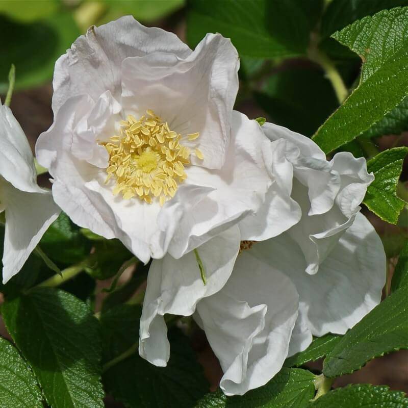 Rosier rugueux (Rosa rugosa) - Godet - Taille 20/40cm - Pépinières Naudet - Image 3