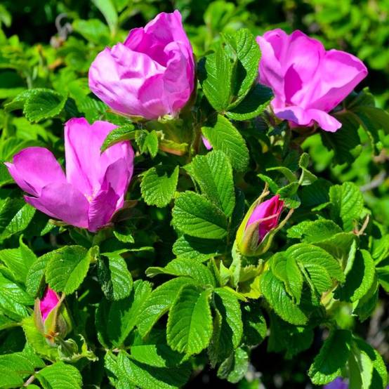 Rosier rugueux (Rosa rugosa) - Godet - Taille 20/40cm - Pépinières Naudet - Image 2