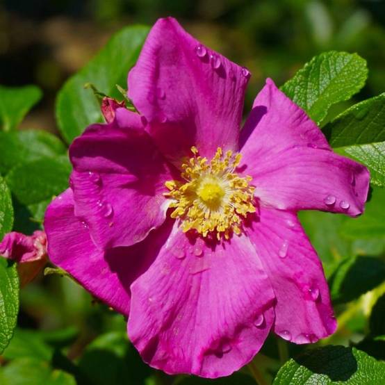 Rosier rugueux (Rosa rugosa) - Godet - Taille 20/40cm - Pépinières Naudet - Image 1