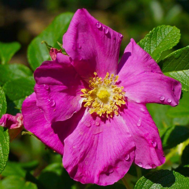 Rosier rugueux (Rosa rugosa) - Godet - Taille 20/40cm - Pépinières Naudet - Image 1