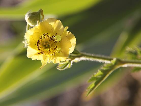 Geum Banana Daiquiri - Benoîte hybride jaune citron clair Godet de 8/9 cm