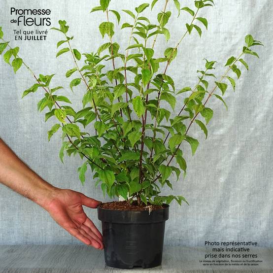 Promesse de Fleurs - Seringat des jardins - Philadelphus Belle Etoile Pot de 3L/4L - Image 2