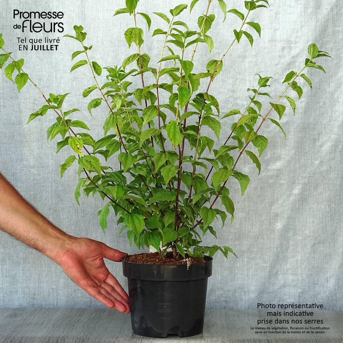 Promesse de Fleurs - Seringat des jardins - Philadelphus Belle Etoile Pot de 3L/4L - Image 2