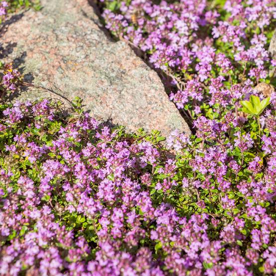 Thymus praecox Red Carpet - Thym précoce Godet de 8/9 cm